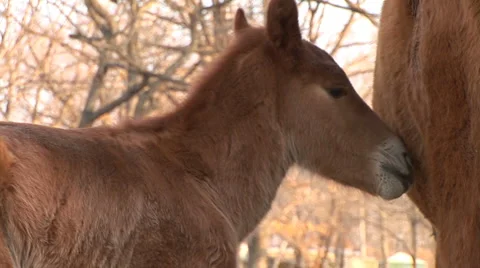 Foal Stock Footage 2810650