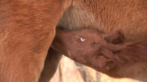 Foal Stock Footage 2825103