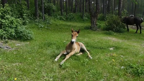 Foal Stock Footage 134333256