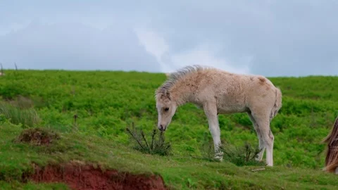 Foal Stock Footage 312391322
