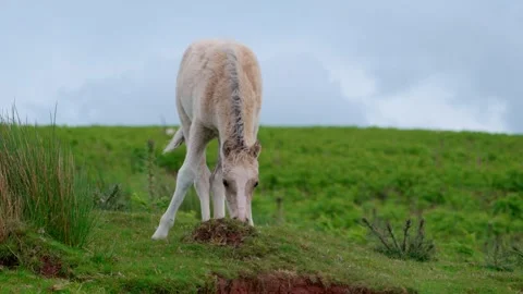 Foal Video stock 312391391
