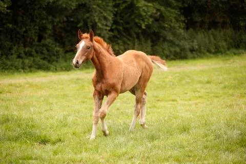 Foal fox Stock Photos