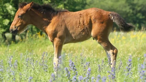 Foal in the grass Stock Footage 11286068