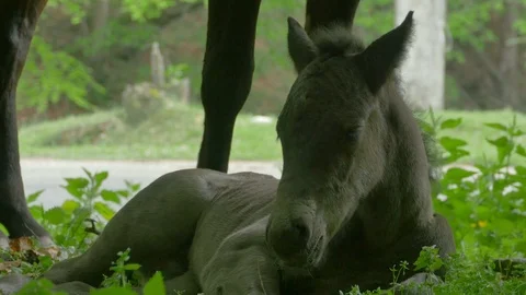 Foal in the Grass Video stock 107488462