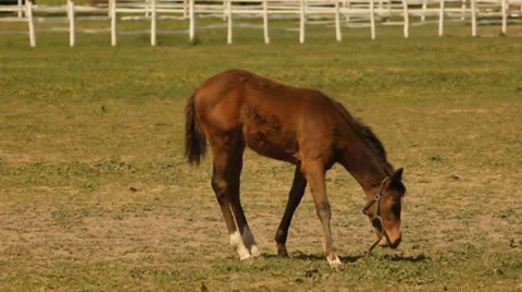 Foal grazing. Stock-Footage 36052279