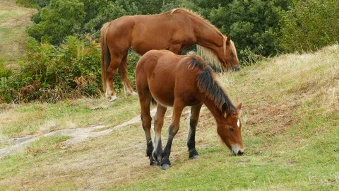 Foal grazing grass on the mountain Video stock 117139167