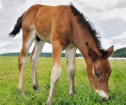Foal grazing grass Stock Photos