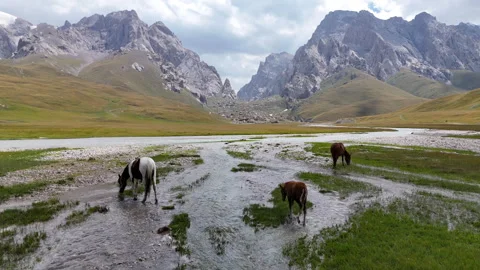 Foal grazing on the meadow and drinking from mountain river in Ak-Sai valley. Stock Footage 321057482