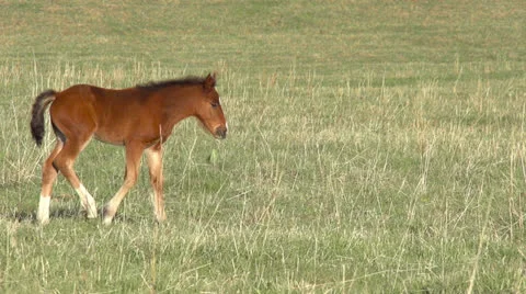 Foal HD Vidéo 23373355