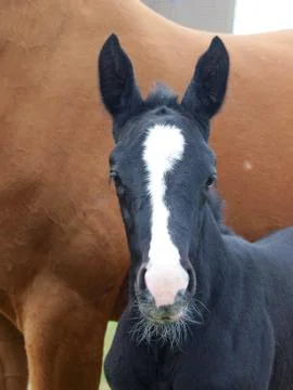 Foal Head Shot Stock Photos