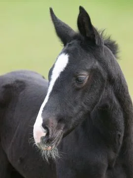 Foal Head Shot Stock Photos