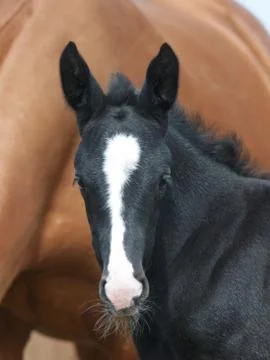 Foal Head Shot Stock Photos