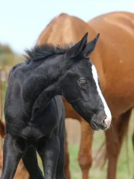 Foal Head Shot Stock Photos