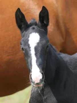 Foal Head Shot Stock Photos