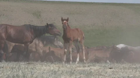 A foal from a herd of horses Vidéo 240942422