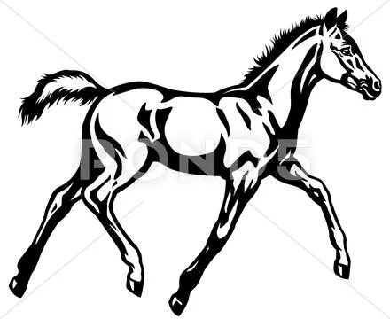Foal Stock Illustration