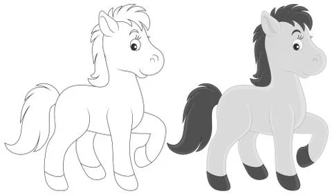 Foal Stock Illustration