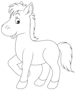 Foal Stock Illustration