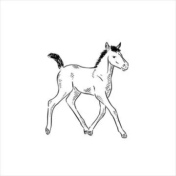 Foal illustration Stock Illustration
