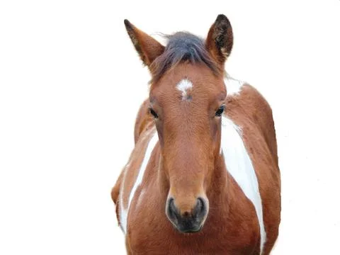 Foal isolated on white background. Foal portrait Stock Photos