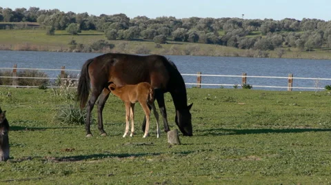 Foal with its mother Stock Footage 59314589