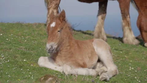 Foal laying down in Spain San Sebastian Stock Footage 261553781