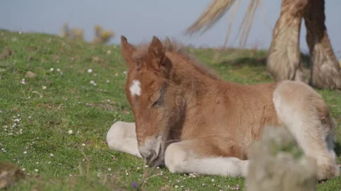 Foal laying down in Spain San Sebastian 2 Stock Footage 261554680
