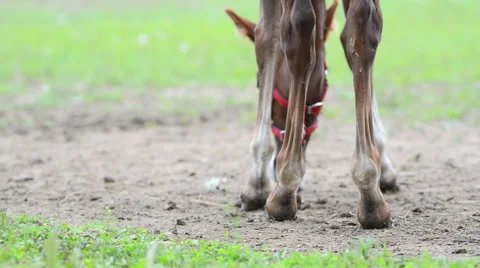 Foal legs Stock Footage 54047885