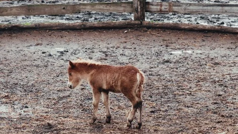 The foal lies down on the ground in the paddock. slow motion Stock Footage 108627176