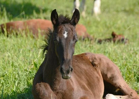 The foal lies in the grass Stock Photos