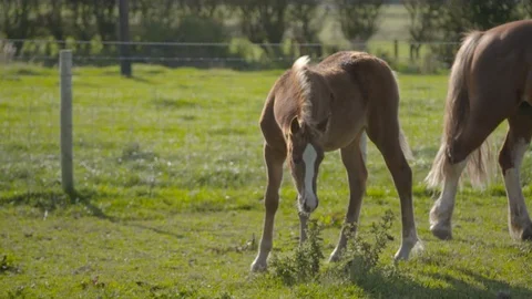 Foal lit from the sun behind slowmo Stock Footage 123658148