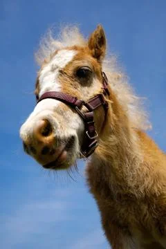 Foal is looking Stock Photos