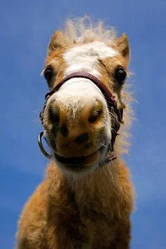 Foal is looking Stock Photos