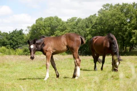 Foal looks to the camera 写真素材