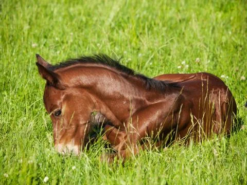 Foal lying in the grass Stock Photos