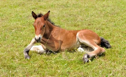 Foal lying on the grass Stock Photos