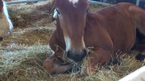 Foal is lying on hay inside a barn Stock Footage 346321640