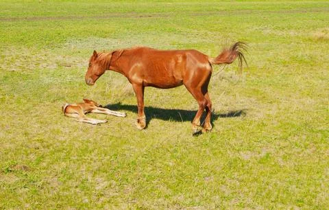 Foal with mare Stock Photos