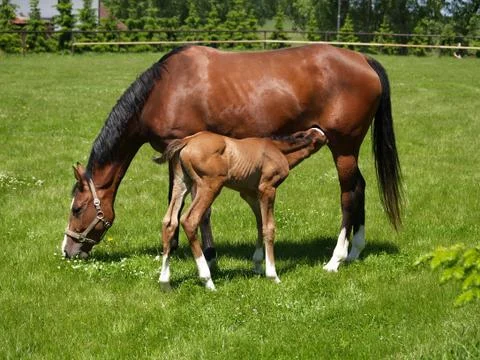 Foal with mare Stock Photos