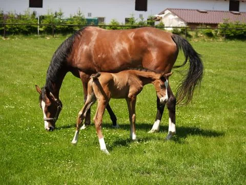 Foal with mare Stock Photos