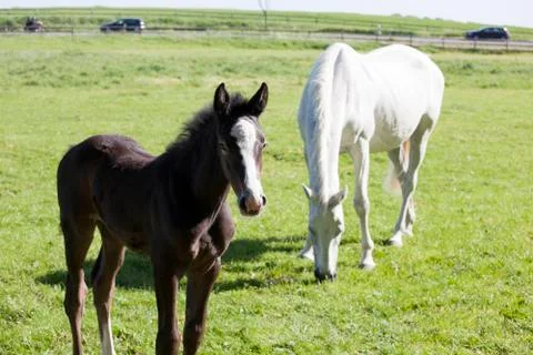 Foal with mare Photos