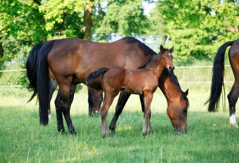 Foal with mare Fotos de archivo