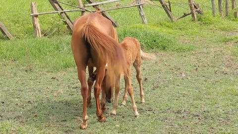 Foal with a mare on a summer pasture Stock Footage 76507929
