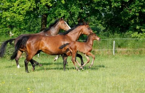 Foal with mares Photos