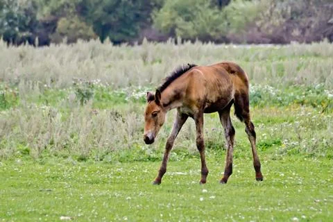 Foal in the meadow Stock Photos