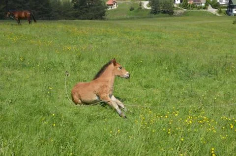 Foal on a Meadow Stock Photos
