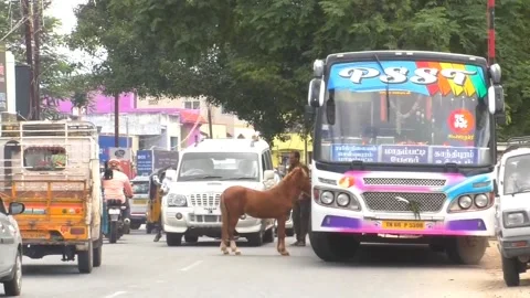 Foal mistakes image on bus for its mum and runs alongside it in heartwarming Stock Footage 273011838