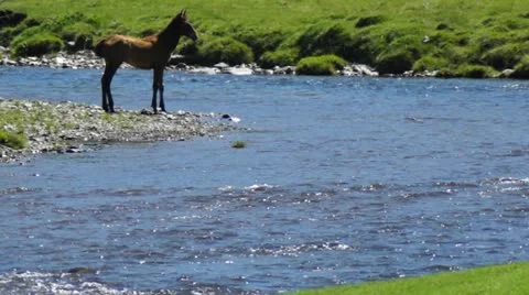 Foal in mountain river Stock Footage 12306595
