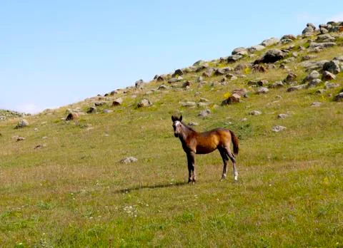 Foal in the mountains Stock Photos