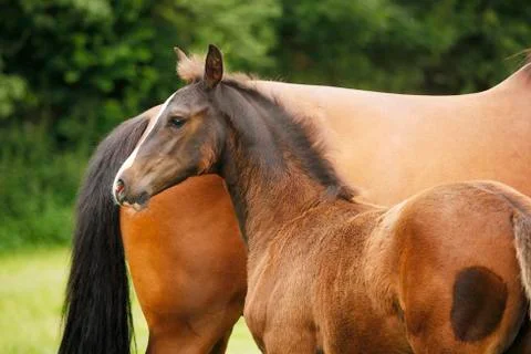 Foal next to mare 写真素材